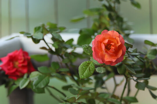 月季花水珠露珠谷雨雨后