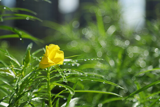 绿叶水珠下雨谷雨雨后黄花