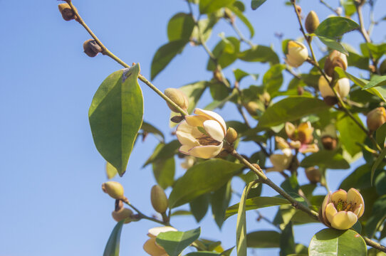 含笑花枝