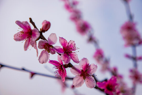 桃花素材