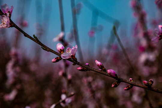 桃花