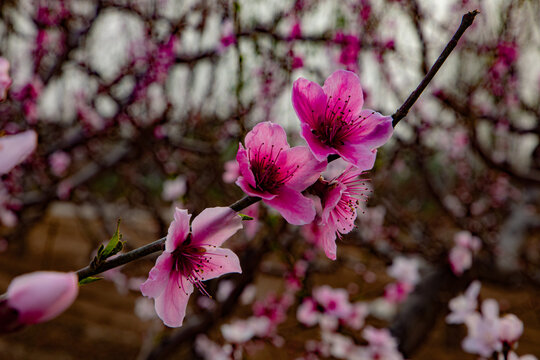 桃花特写