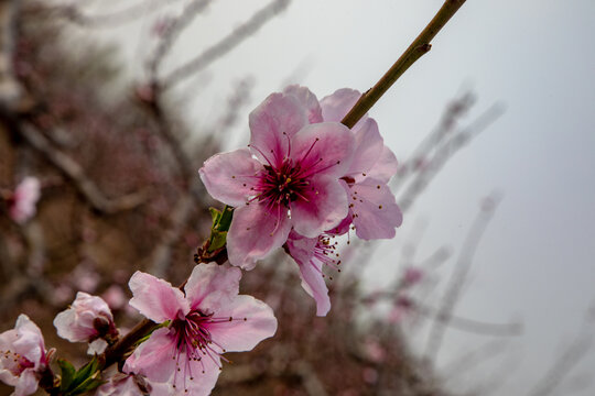 桃花素材