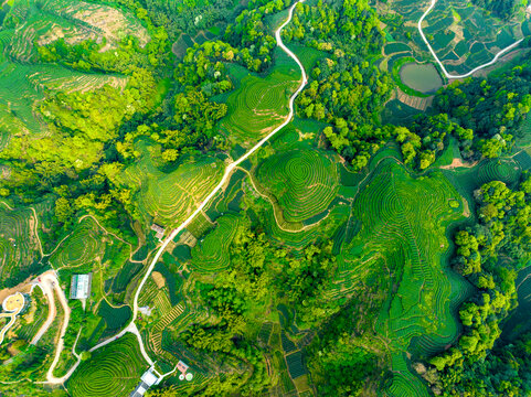 雅安金鼓村茶园基地