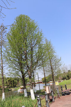 春天里的大树