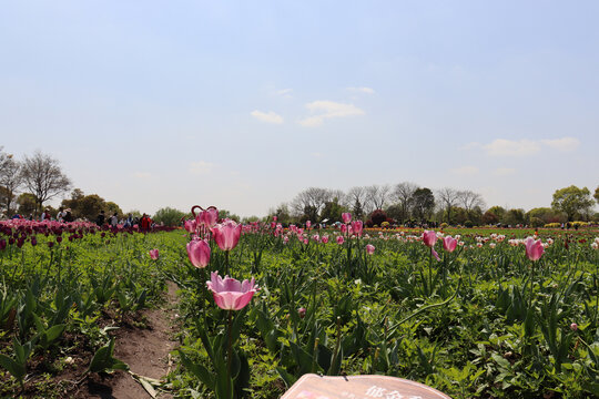 郁金香花盛开