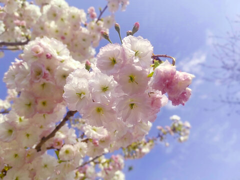 蓝天下盛开的粉色樱花