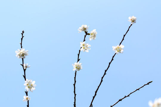 仰拍樱花