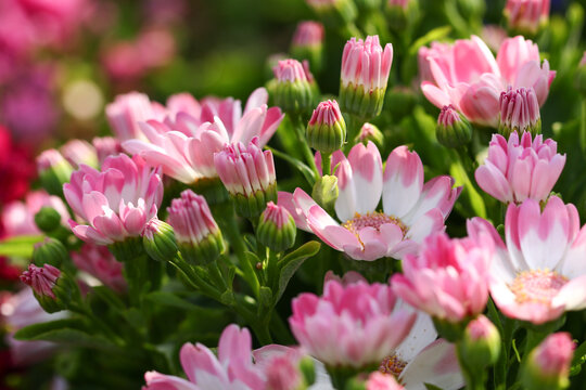 淡雅色菊花