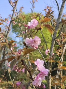 樱花