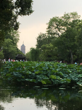 荷花美景