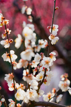 梅花特写