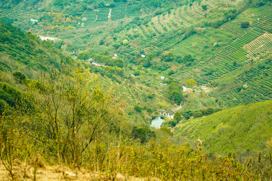 茶园风景