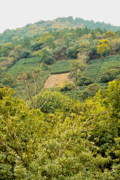 茶园风景