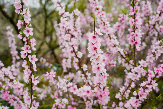 桃花枝