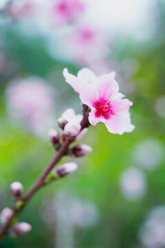 桃花特写