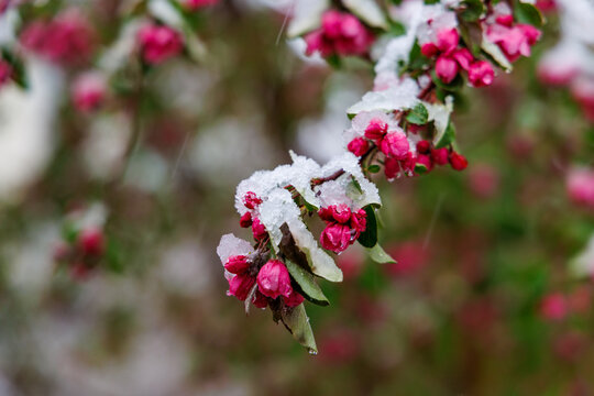 雪中梅花