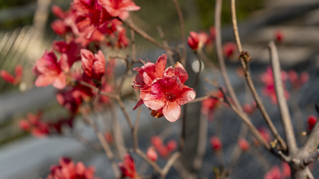 迎春花