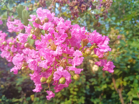 紫金花紫薇花