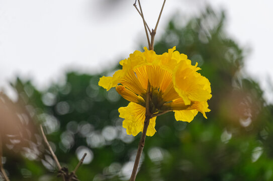 花卉花艺绿植草地