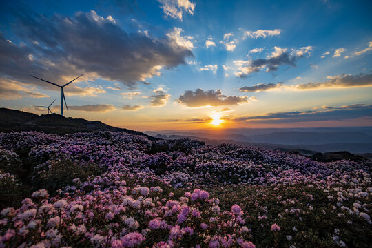 乌蒙大草原高山矮杜鹃