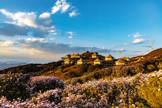 乌蒙大草原高山矮杜鹃