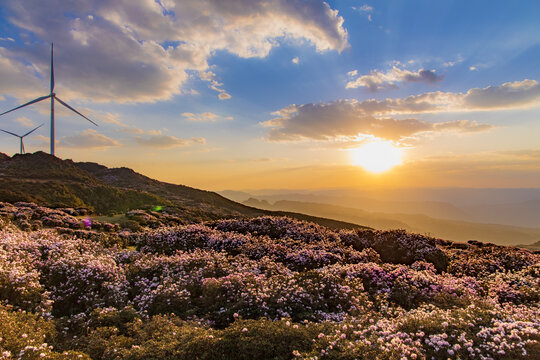 乌蒙大草原高山矮杜鹃