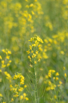 油菜花