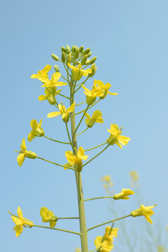 油菜花