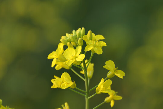 油菜花