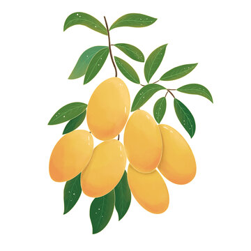 中国风手绘芒果包装插画