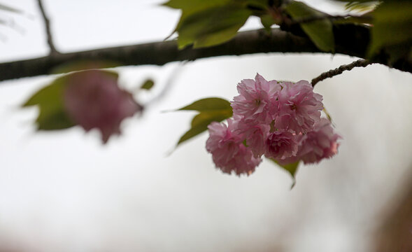 樱花枝