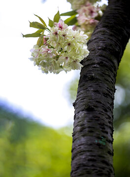 樱花枝