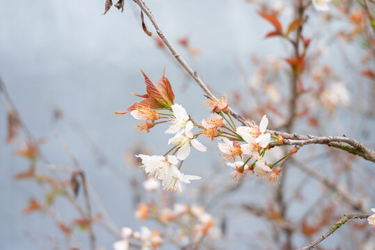 樱花