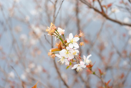 白色樱花