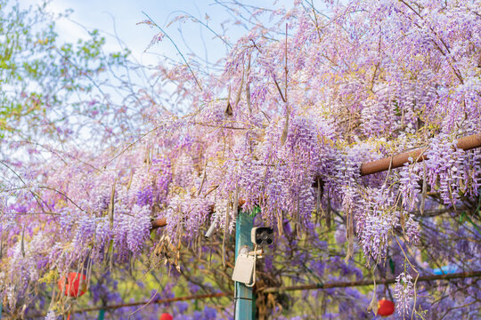 振兴乡村紫藤萝花架