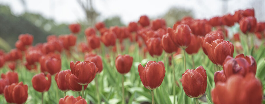 春天里的红色郁金香花海