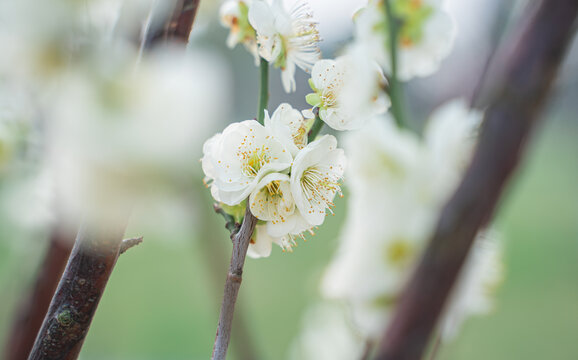 春天里的白色梅花