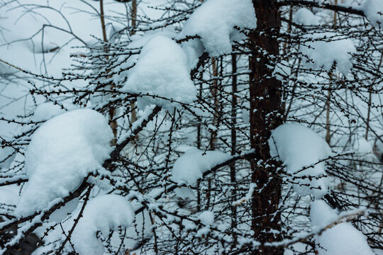 大雪松树