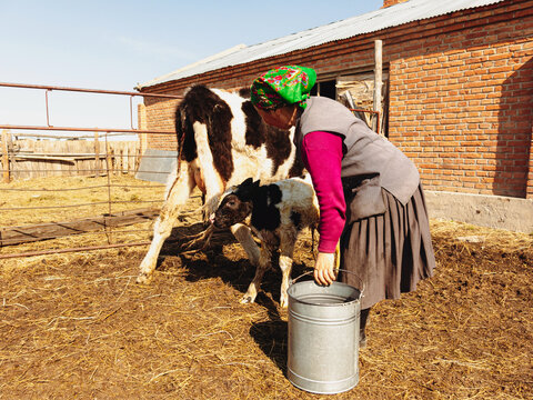 蒙古族养牛