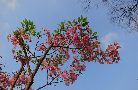 樱花