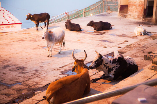 印度瓦拉纳希恒河岸边清晨神牛
