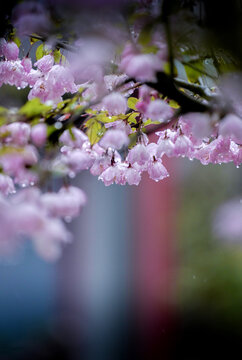 雨中海棠花开