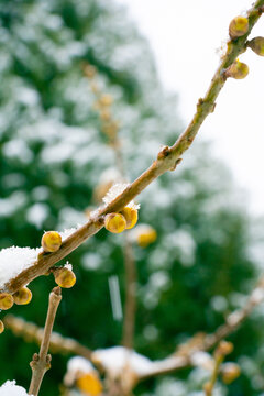 腊梅落雪