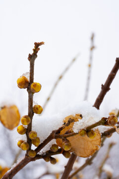 腊梅白雪