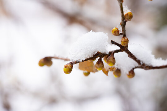 腊梅落雪