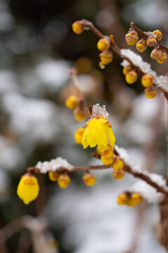 腊梅落雪