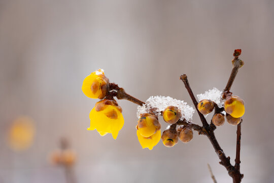 白雪腊梅