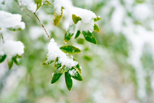 积雪树枝