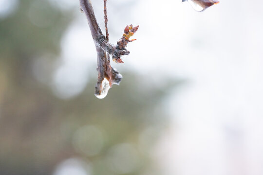 树枝积雪